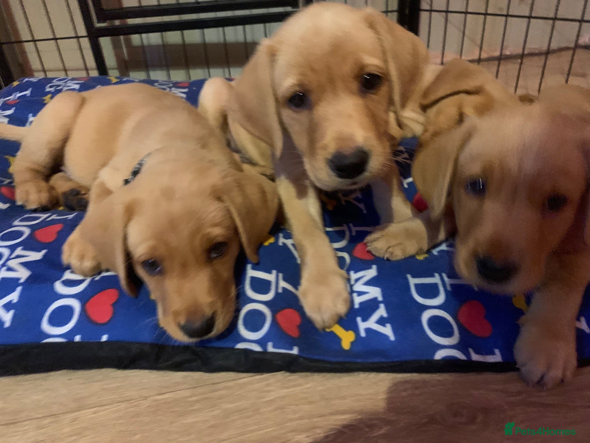 Labrador Retriever dogs  KC Labrador puppies 🐾 only 1 Boy Left - Advert 15