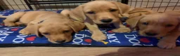 Labrador Retriever dogs for sale:  KC Labrador puppies   - Advert 10