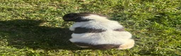 English Springer Spaniel dogs for sale: Springer Spaniel Puppies  - Advert 19