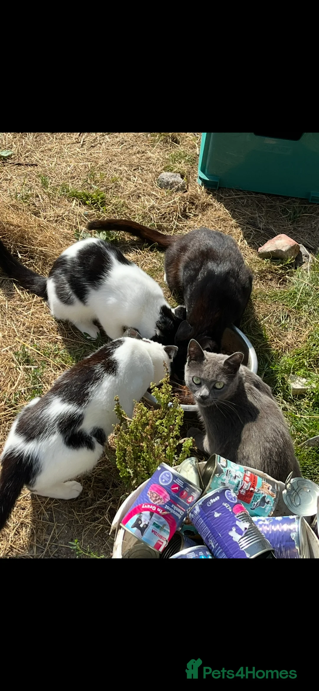 Mixed Breed cats for sale: Wild farm cats - Advert 2