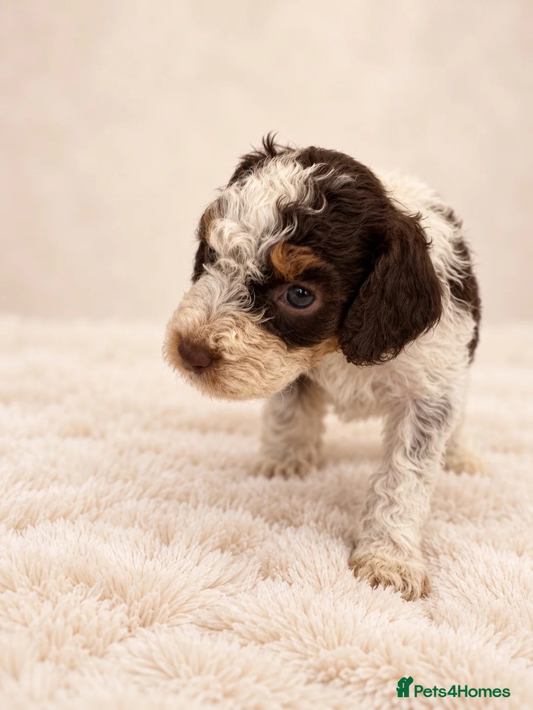 Cockapoo dogs for sale: F2 Merle apricot red and white Cockapoo puppies ❤️ in Godalming - Advert 19