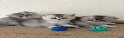 Scottish Fold cats for sale: Adorable Scottish Fold Kittens  - Advert 12
