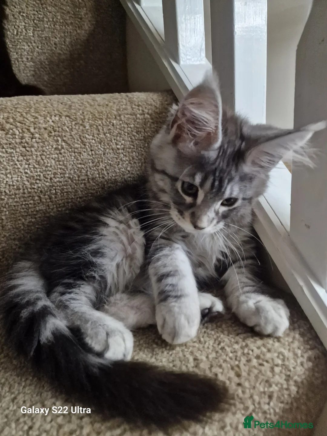 Maine Coon cats for sale:  Kittens – Licensed Fenikscoon Cattery (UK) 🐾 - Advert 18