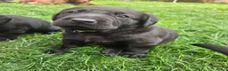 Labrador Retriever dogs for sale: Black KC registered labradors for sale  in Wellingborough - Advert 9