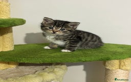 Mixed Breed cats for sale: Adorable tabby kittens - Image 5