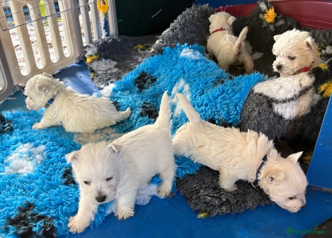 West Highland Terrier dogs for sale: Winsome Westies from a 5 Star Registered Breeder  - Advert 11