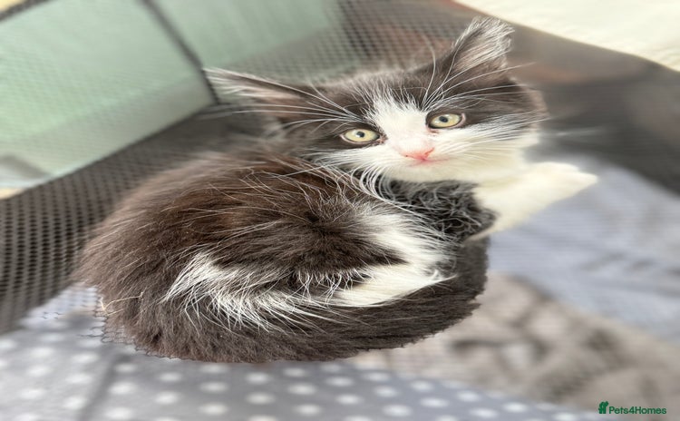 Mixed Breed cats - Advert 8