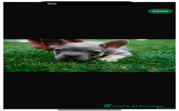 French Bulldog dogs for sale: 2 gorgeous French bulldogs ready to leave!  - Image 4
