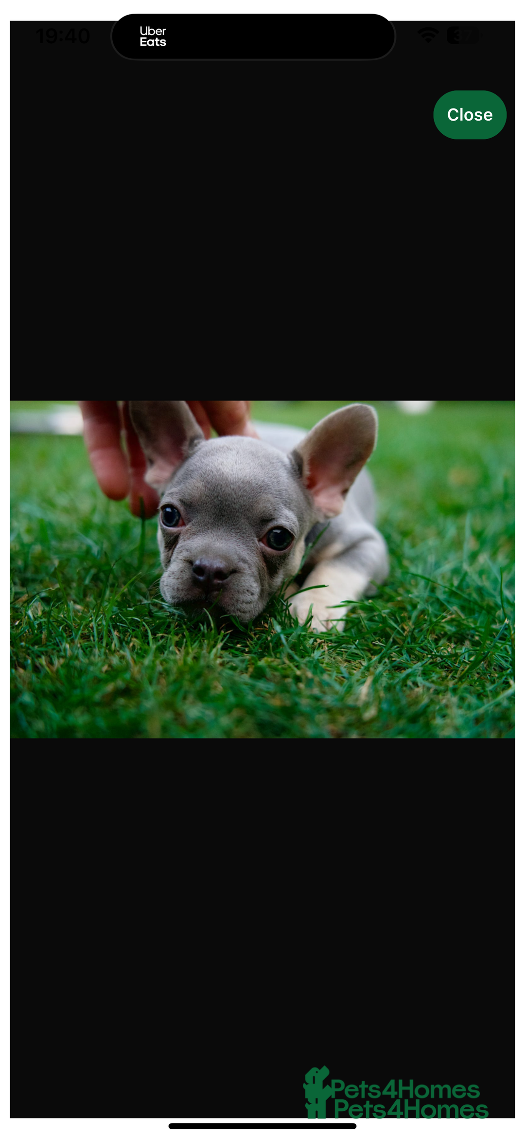 French Bulldog dogs for sale: 2 gorgeous French bulldogs ready to leave!  - Image 4