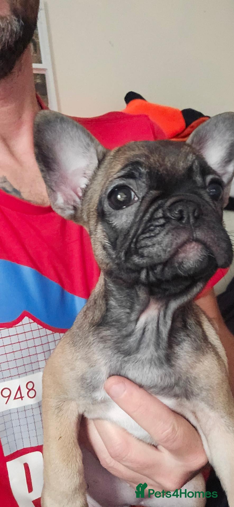 French Bulldog dogs French Bulldog  - Advert 7