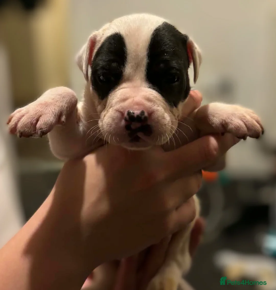 Mixed Breed dogs for sale: Bull cross staffy pups. LAST 2 GIRLS LEFT  - Advert 16