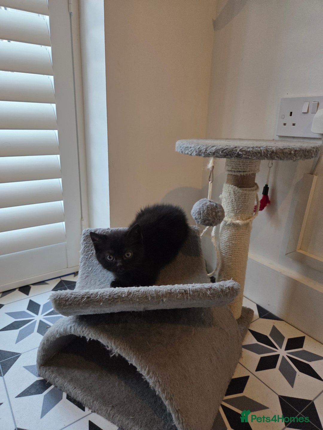 Mixed Breed cats for sale: British shorthair cross - Advert 5