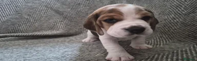 Beagle Puppy 2