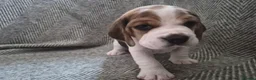 Beagle dogs for sale: Beagle puppies for sale  - Advert 6
