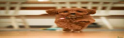 Cavapoo dogs for sale: F1 Red Cavapoo puppies ( health tested) - Advert 14