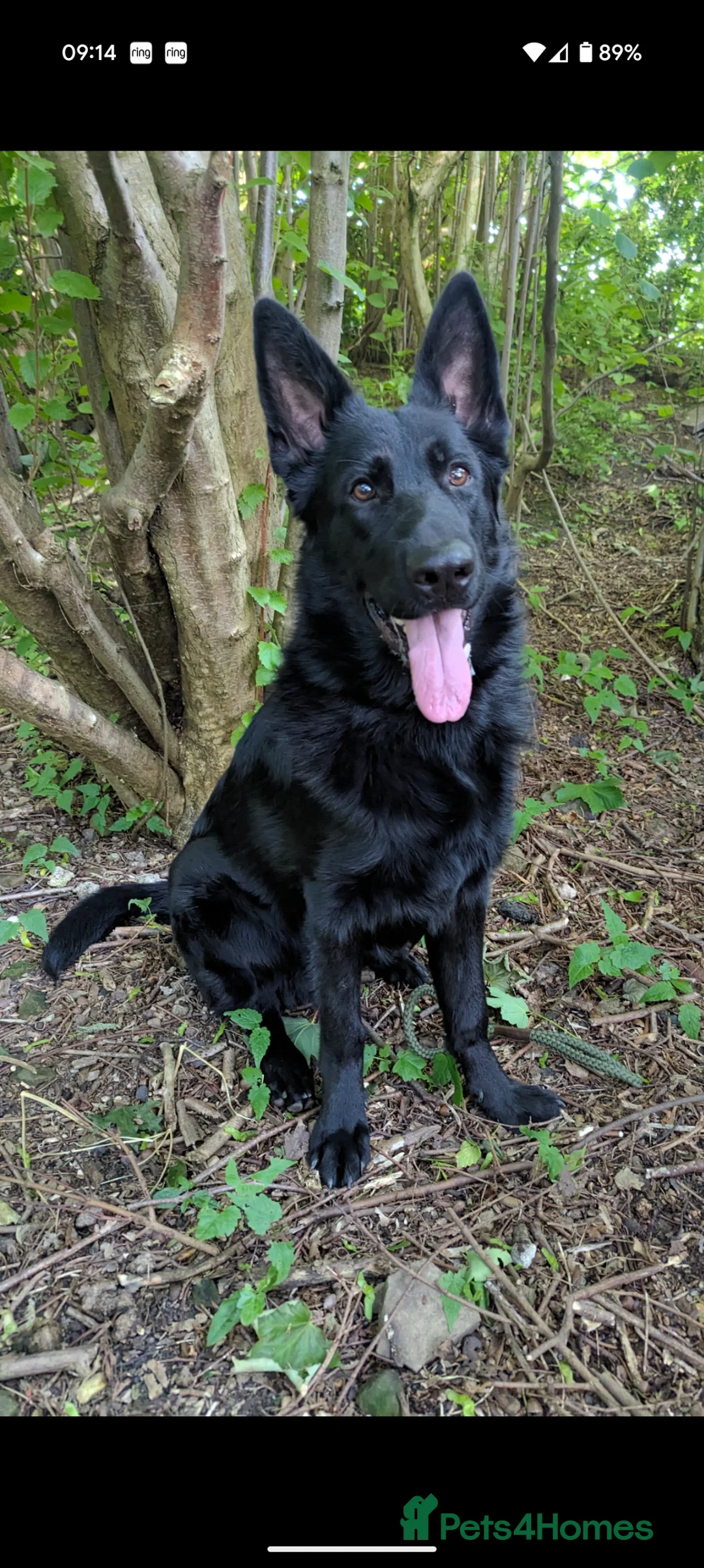 German Shepherd dogs for stud: Black German Shepherd Stud KC  in Halesowen - Advert 4