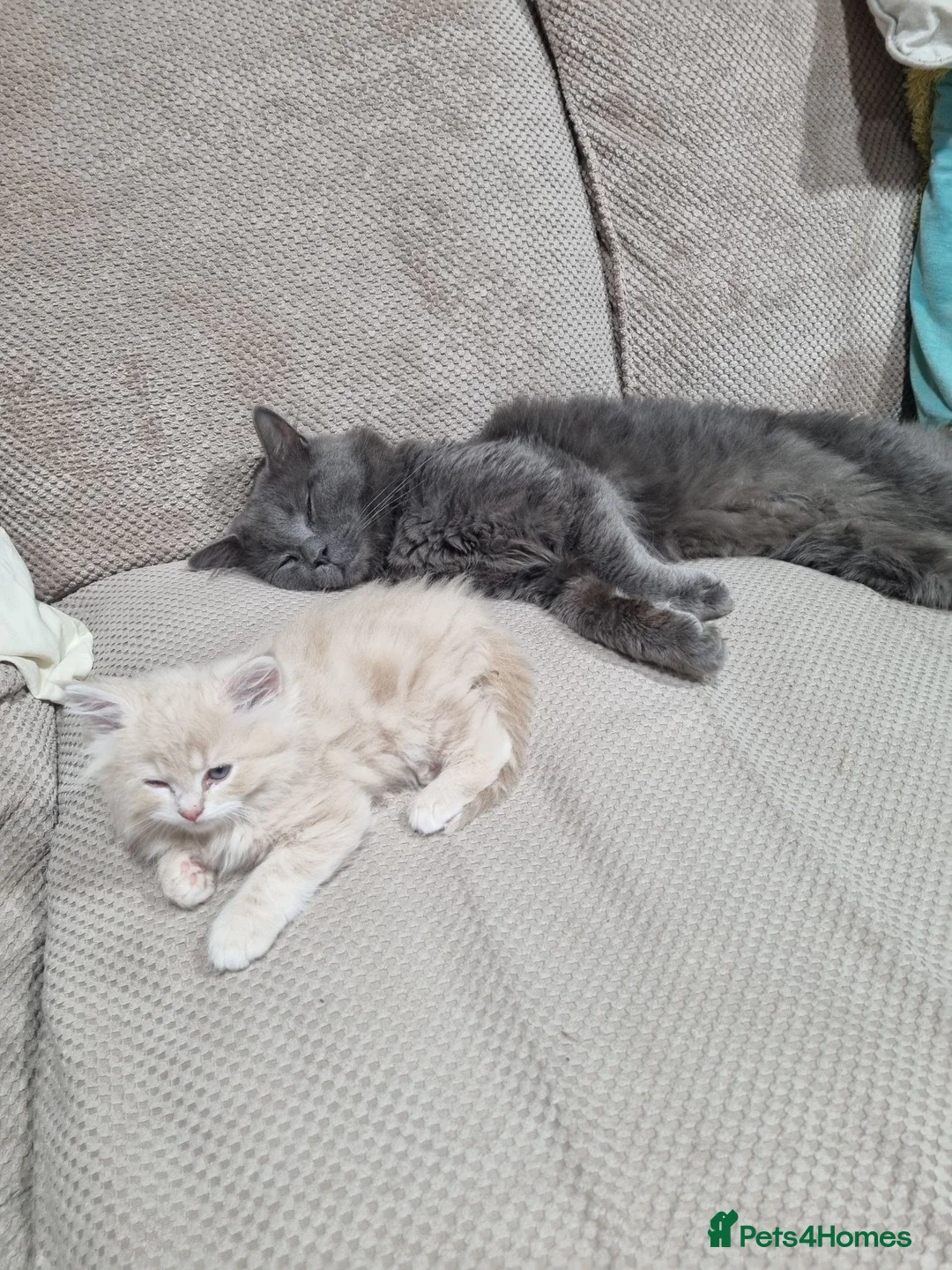 Persian cats for sale: PERSIAN KITTEN FOR SALE in Peterborough - Advert 2