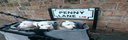 American Bulldog dogs for sale: American Bulldog Puppies - Advert 29