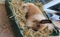 Lionhead rabbits for sale: Minni rex X lionhead bunnies - Image 1