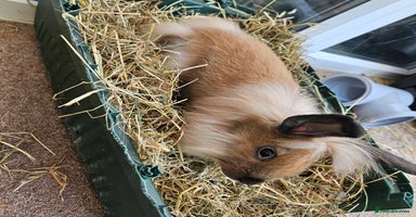 Lionhead rabbits - Advert 5