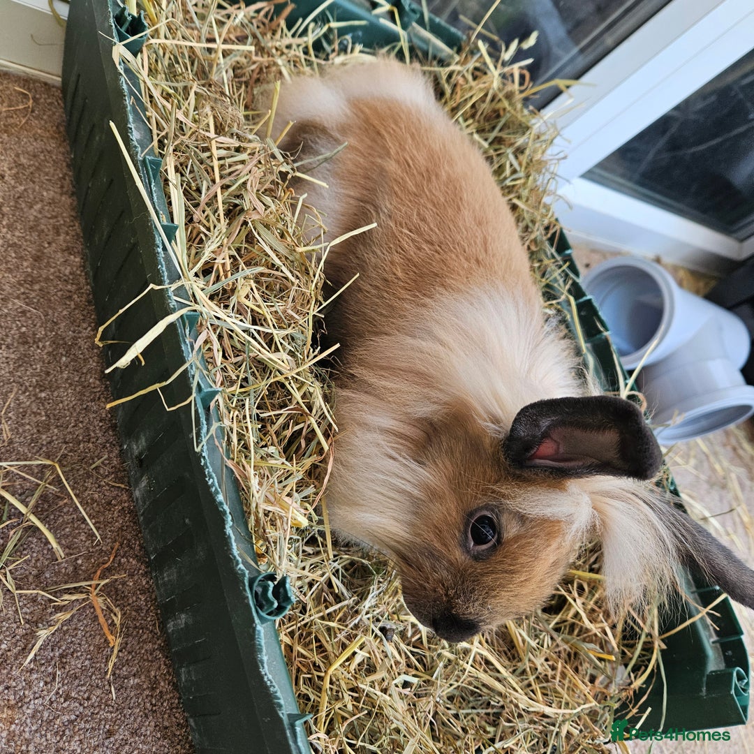 Lionhead rabbits for sale: Minni rex X lionhead bunnies - Image 1