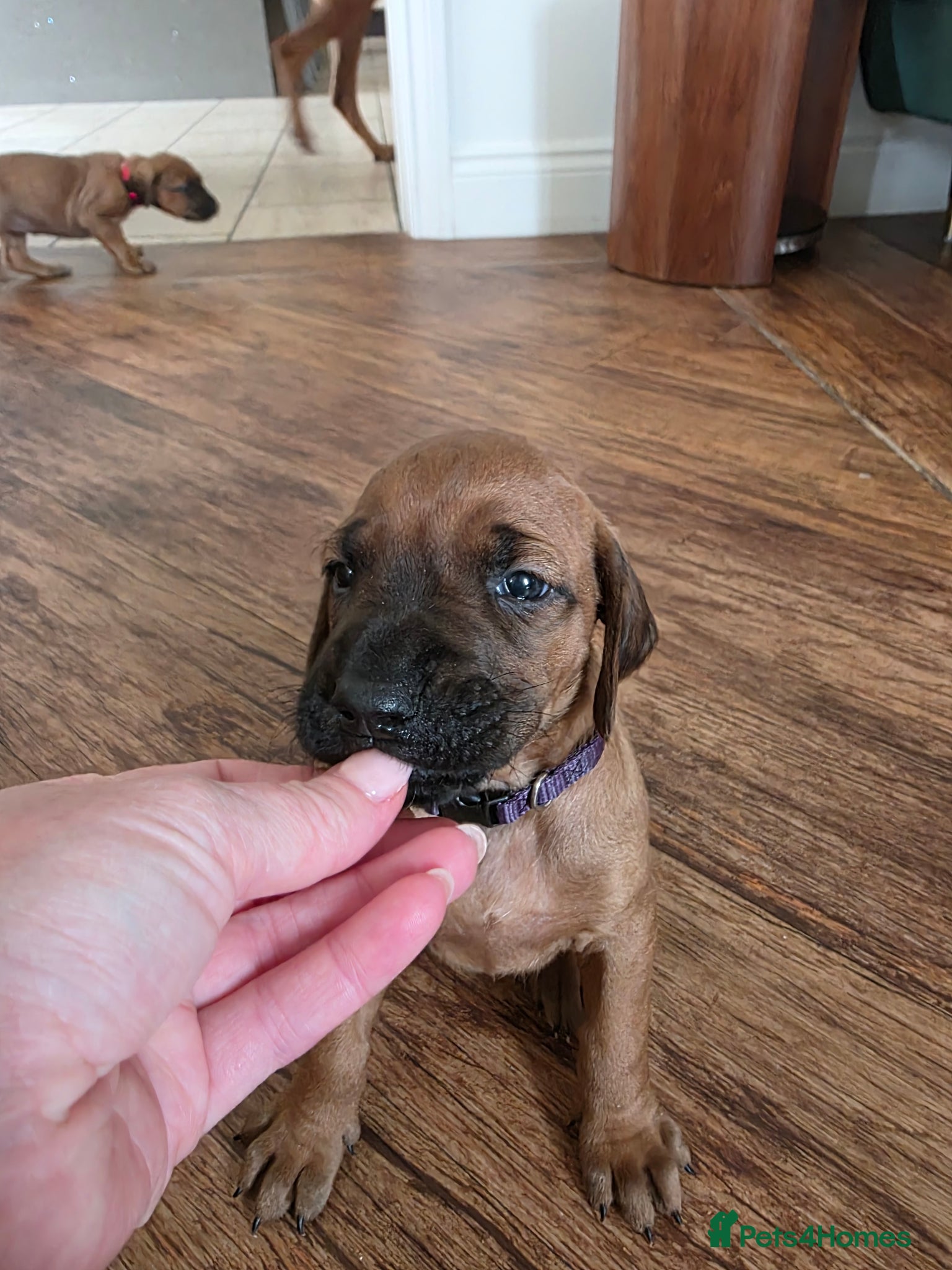 Rhodesian Ridgeback dogs 💕£1200-Outstanding Ridgeless Girls 💕 - Advert 5