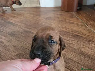 Rhodesian Ridgeback dogs 💕£1200-Outstanding Ridgeless Girls 💕 - Advert 5