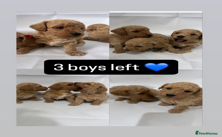 Poochon dogs - Advert 2
