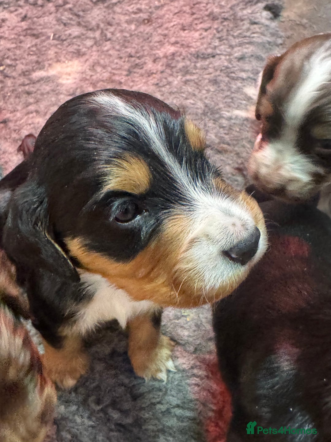 Cocker Spaniel dogs for sale: Working Cocker Spaniel Puppies - Advert 13