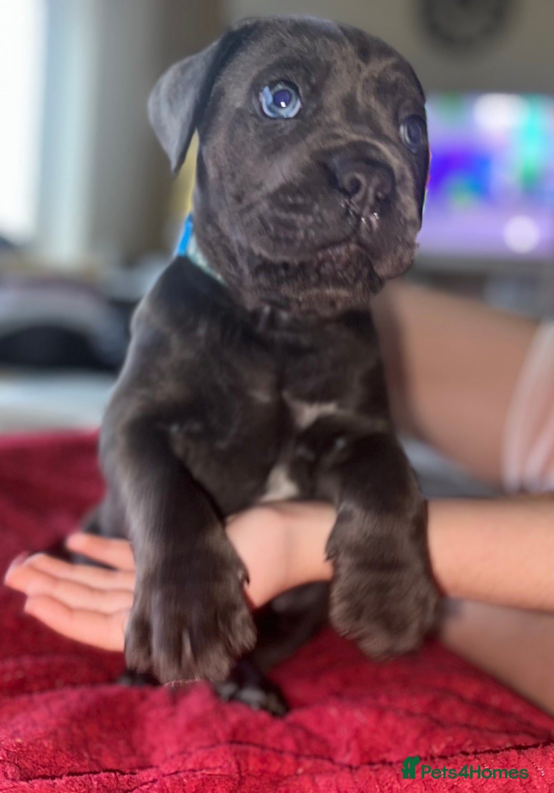 Cane Corso dogs for sale: Full bloodline Cane Corso Italiano FCI - Advert 12