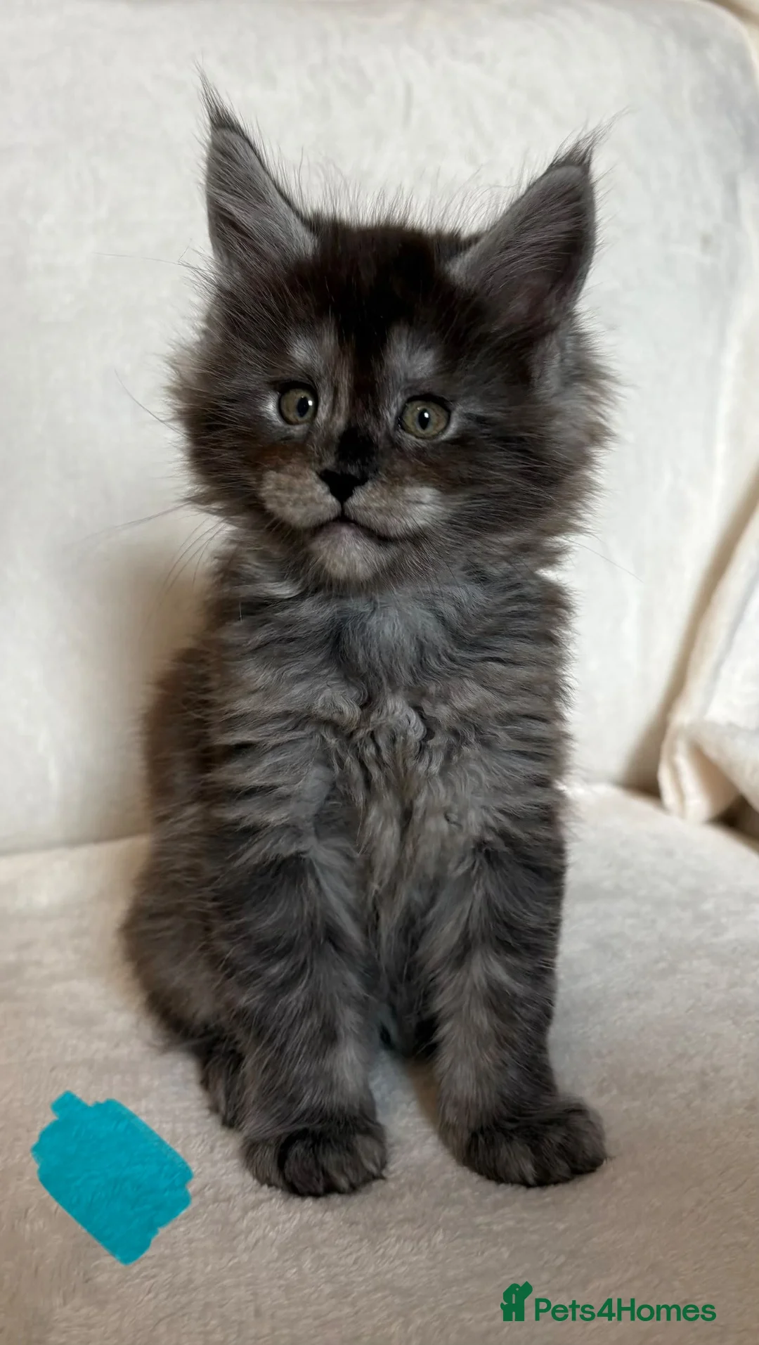 Maine Coon cats for sale: GCCF MAINE COON KITTENS - Advert 2