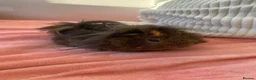 Guinea Pig rodents for sale: 2 guinea pigs  in Wallsend - Advert 5