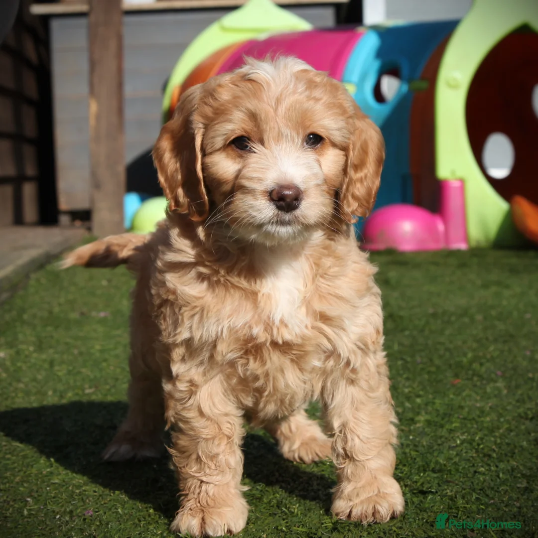 Cockapoo dogs for sale: Beautiful girls - Happy, Healthy & Gentle - Advert 19
