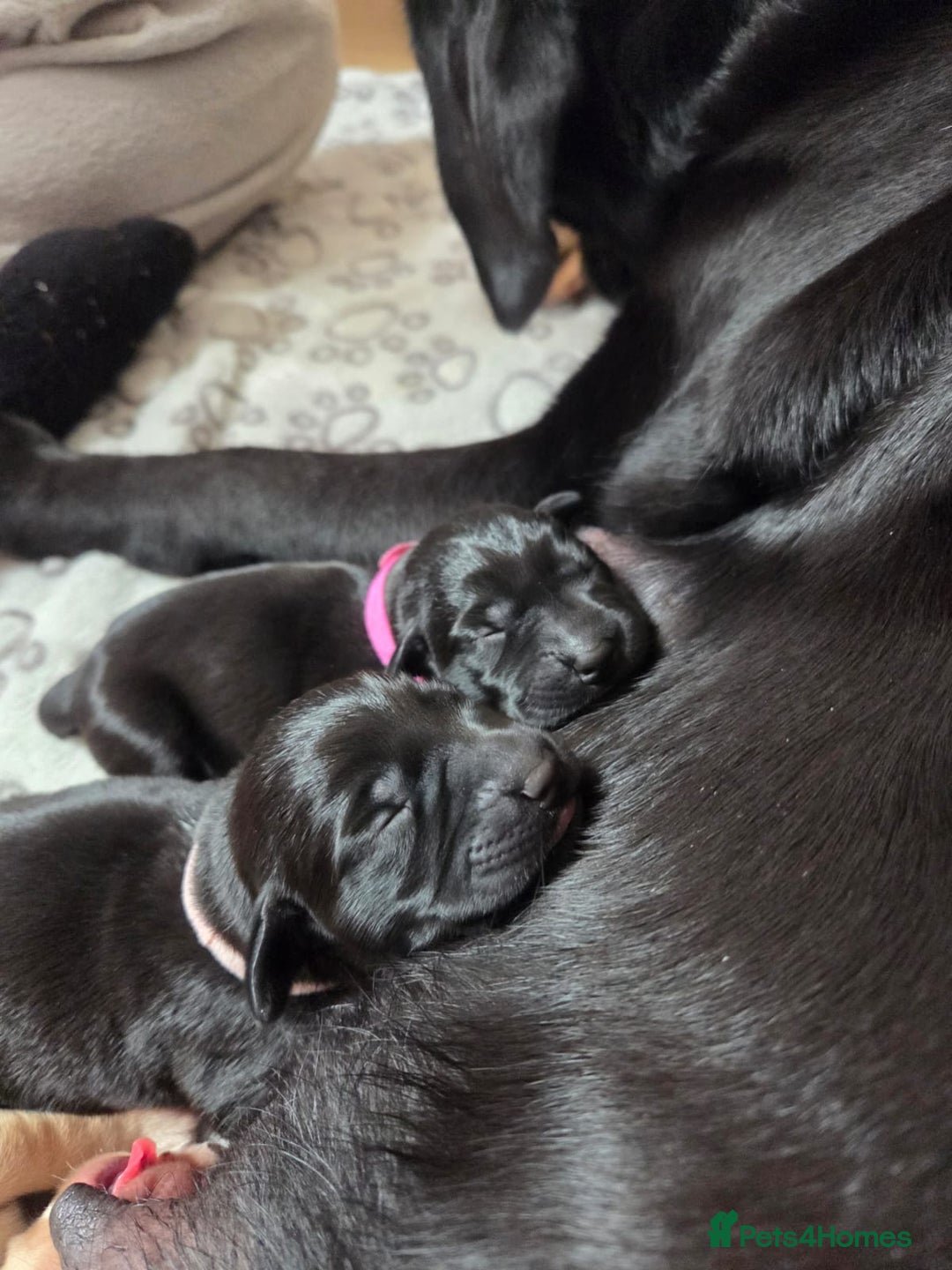 Labrador Retriever dogs for sale: Beautiful pedigree puppies ready 30th Sept - Image 8