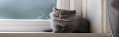 British Shorthair 5