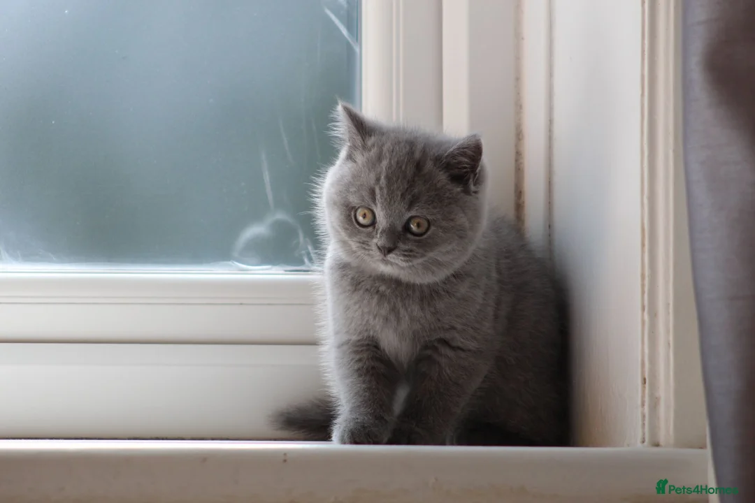 British Shorthair cats for sale: Beautiful  British Shorthair Kittens in Bournemouth - Advert 2