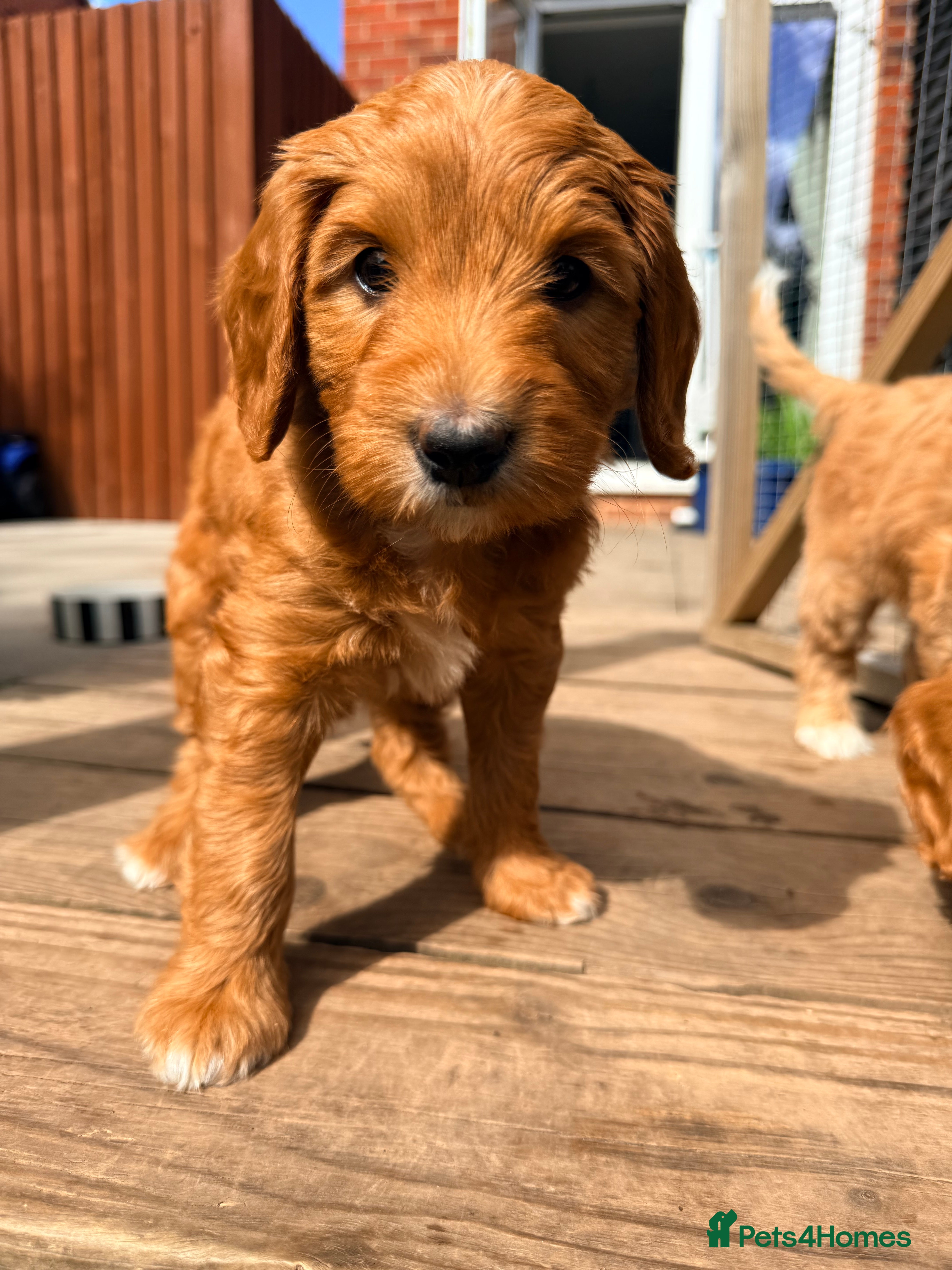 Australian Labradoodle dogs Australian Labradoodle Puppies- Health tested - Advert 2