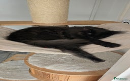 Maine Coon cats for sale: Shadow, smoky maine coon - Image 7