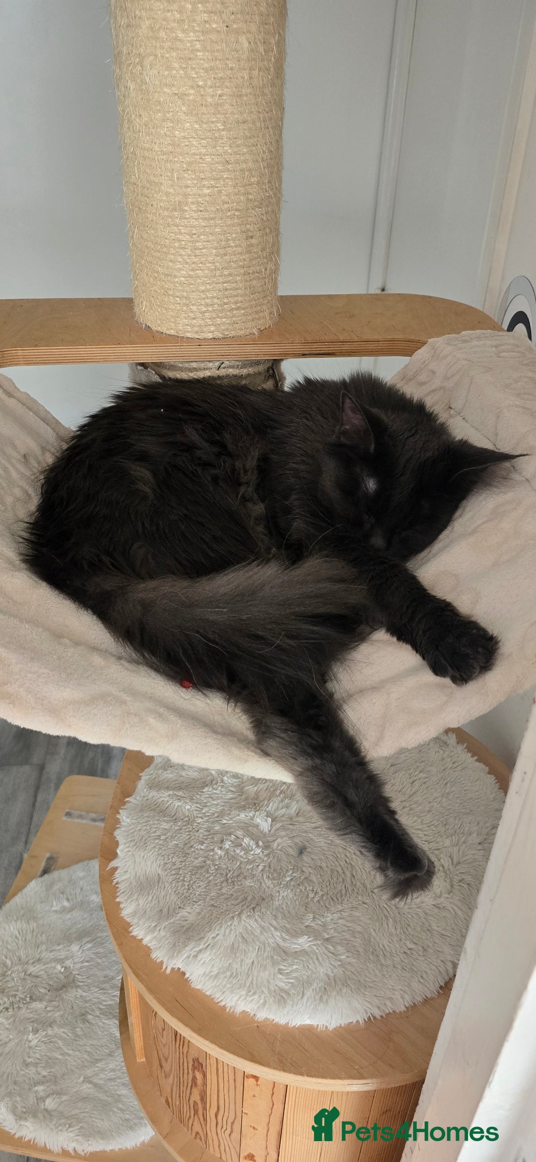 Maine Coon cats for sale: Shadow, smoky maine coon - Image 7