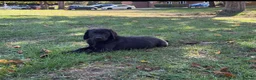Labrador Retriever dogs for sale: Labrador Puppies - Advert 4