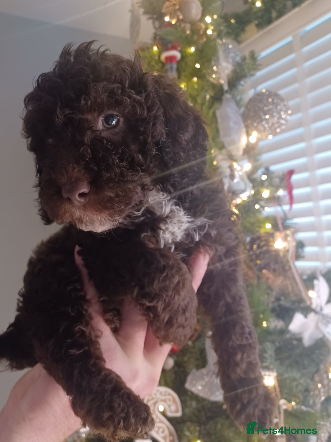 Cavapoo dogs for sale: 🐶  Cavapoo/ miniature poodle 🐶  - Advert 19