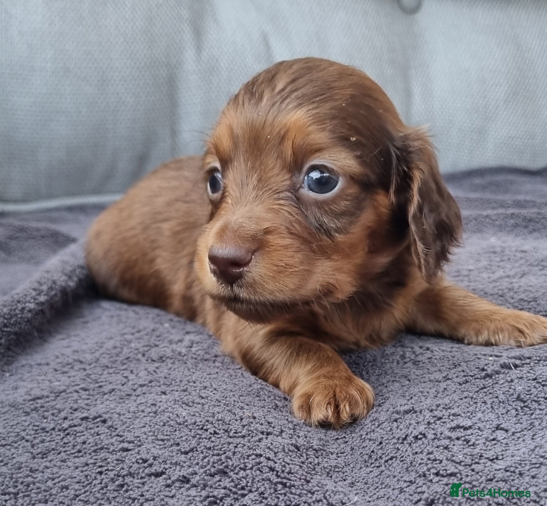 Dachshund dogs 5* True Minature Cream/Choc Dachshund Long Haired - Advert 20