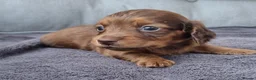 Dachshund dogs for sale: 5* True Minature Cream/Choc Dachshund Long Haired - Advert 6