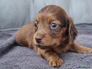 Dachshund dogs 5* True Minature Cream/Choc Dachshund Long Haired - Advert 3