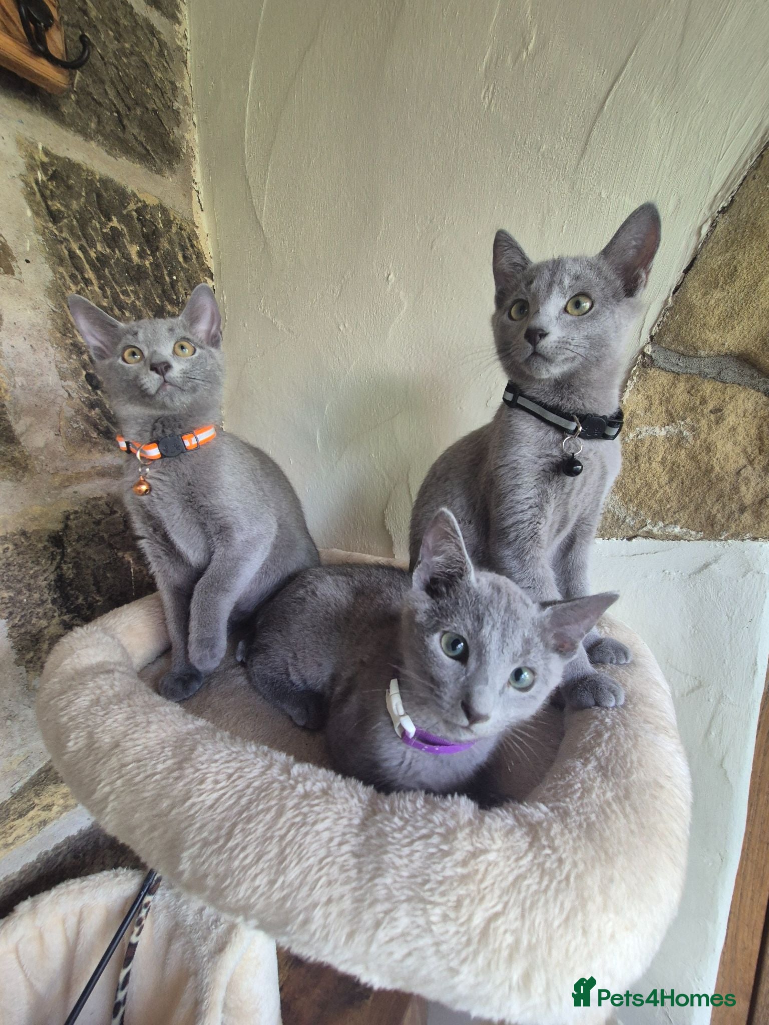 Russian Blue cats Beautiful Russian Blue kittens - Advert 2