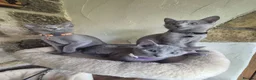 Russian Blue cats for sale: Beautiful Russian Blue kittens - Advert 1