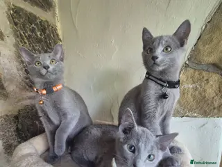 Russian Blue cats Beautiful Russian Blue kittens - Advert 2