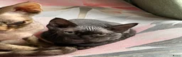 Devon Rex cats for sale: Fife reg Devon Rex kittens  - Advert 19
