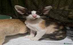 Oriental cats for sale: Oriental Kittens Looking for Their Forever Homes - Image 5