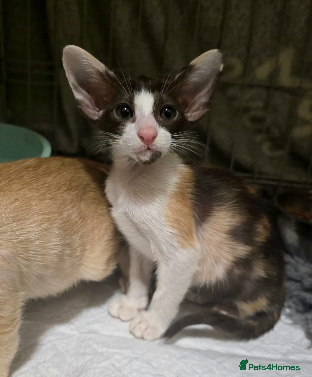 Oriental cats for sale: Oriental Kittens Looking for Their Forever Homes - Image 5
